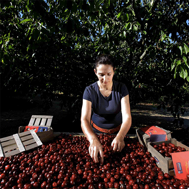 Cherries from the Jerte Valley, Extremadura. / Photo: Regulatory Council DOP Cereza del Jerte. 