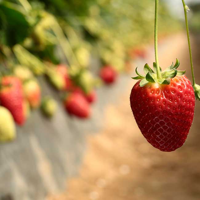 Spanish strawberries. Photo by: @ICEX