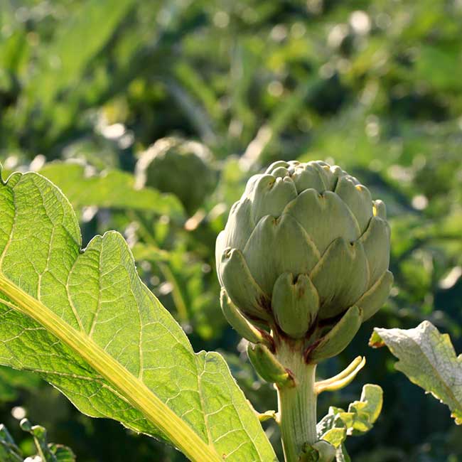 Spanish artichokes. Photo by: @ICEX