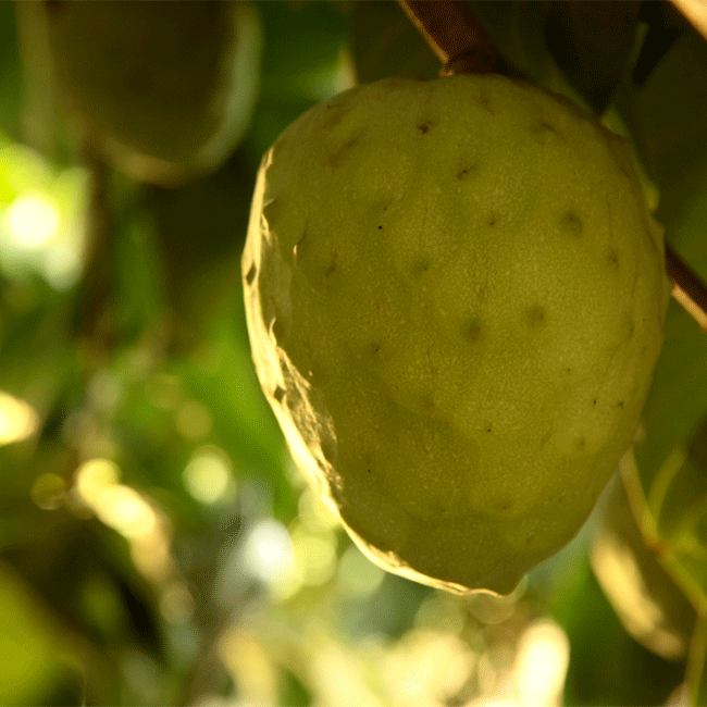 Exotic fruits from Spain. Chirimoya. Photo by: @ICEX