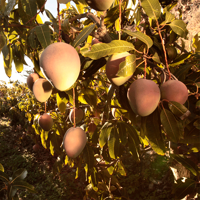 Exotic fruits from Spain. Mango. Photo by: @ICEX