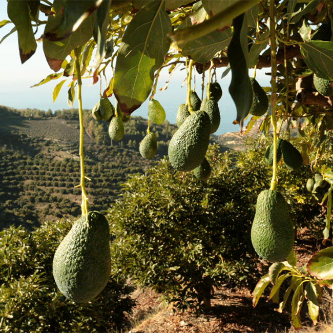Exotic fruits from Spain. Avocados. Photo by: @ICEX
