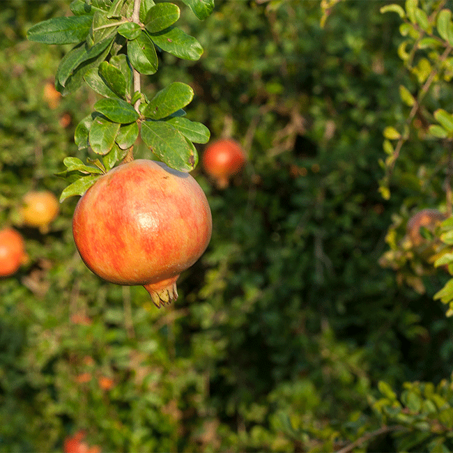 Mollar pomegranate from Spain. Photo by: DOP Granada Mollar de Elche