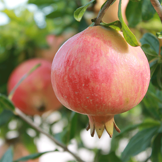 Mollar pomegranate from Spain. Photo by: DOP Granada Mollar de Elche