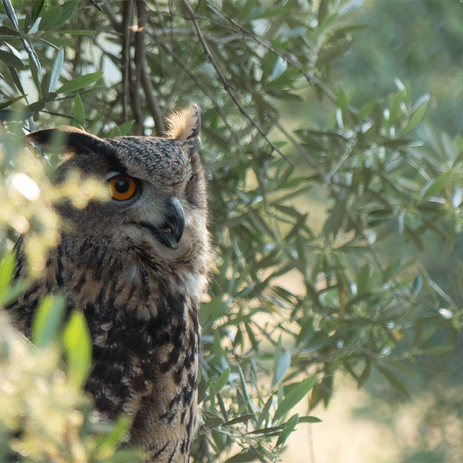 Photo by: Olivares Vivos SEO-Birdlife