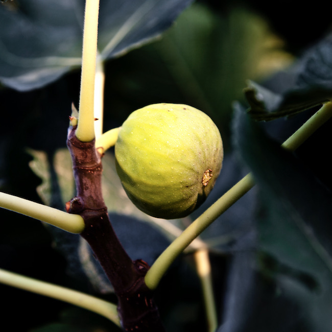 Fig on a tree