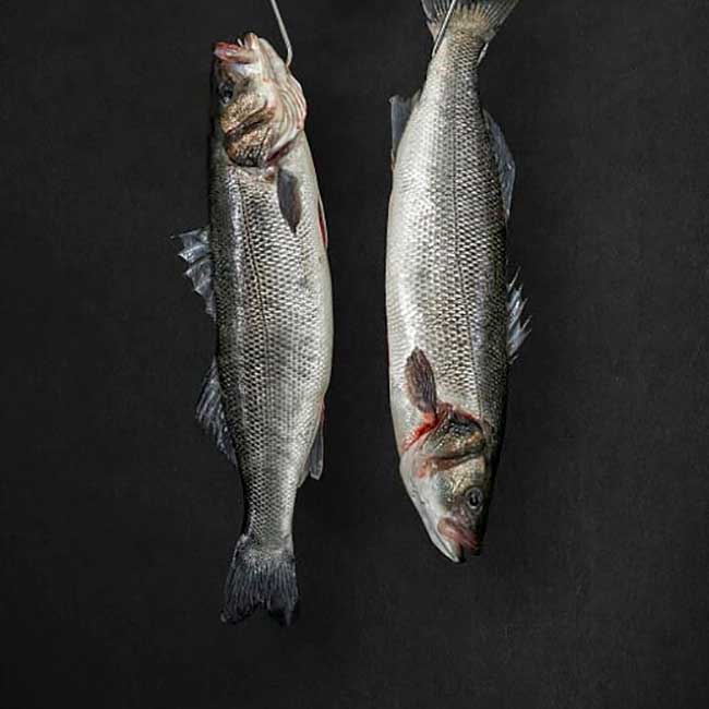 Spanish aquaculture. Sea bass of Aquanaria company