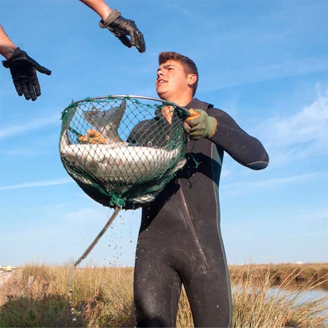 Spanish aquaculture. A traditional  technique, salt marsh fishing, by Esteros del Guadalquivir company. 