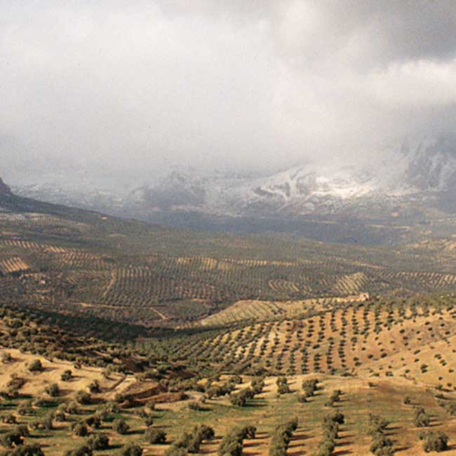 Sierra Mágina olive groves. Photo by Félix Lorrio /@ICEX