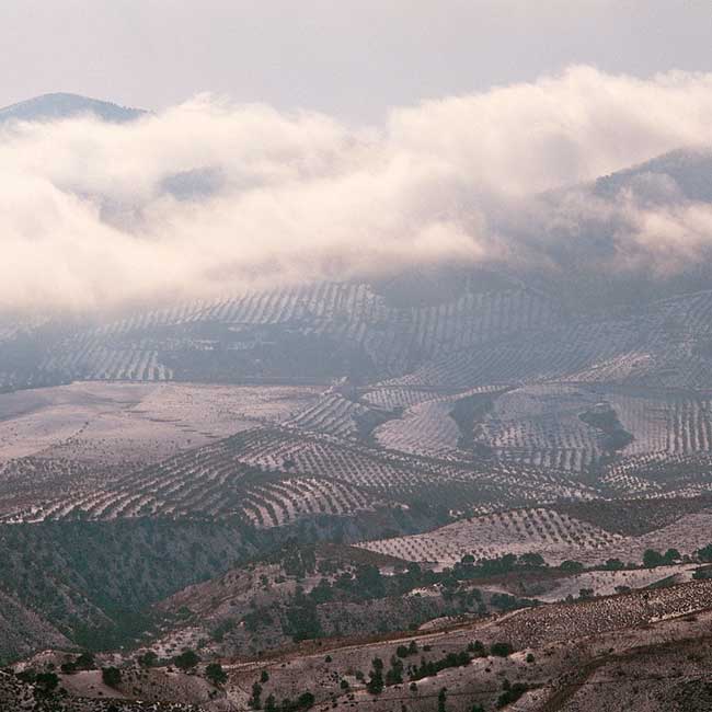 Sierra Mágina olive groves. Photo by Félix Lorrio /@ICEX