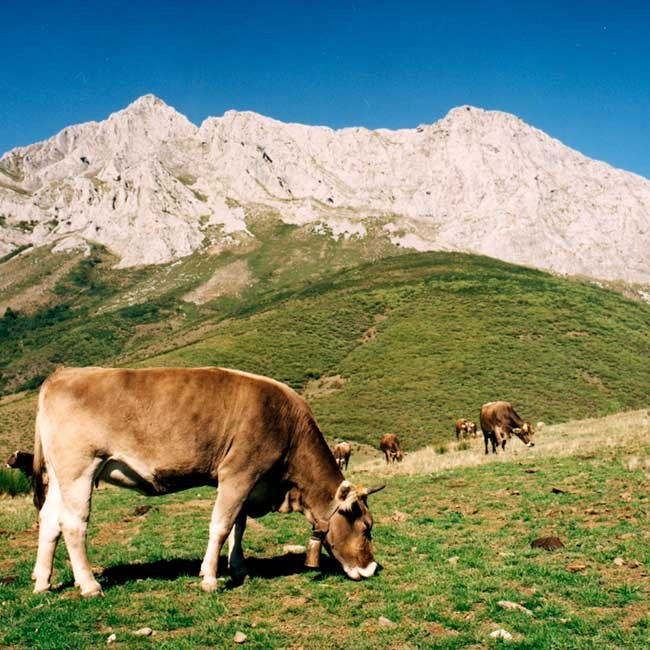 Beef cattle in Spain. Photo: @ICEX