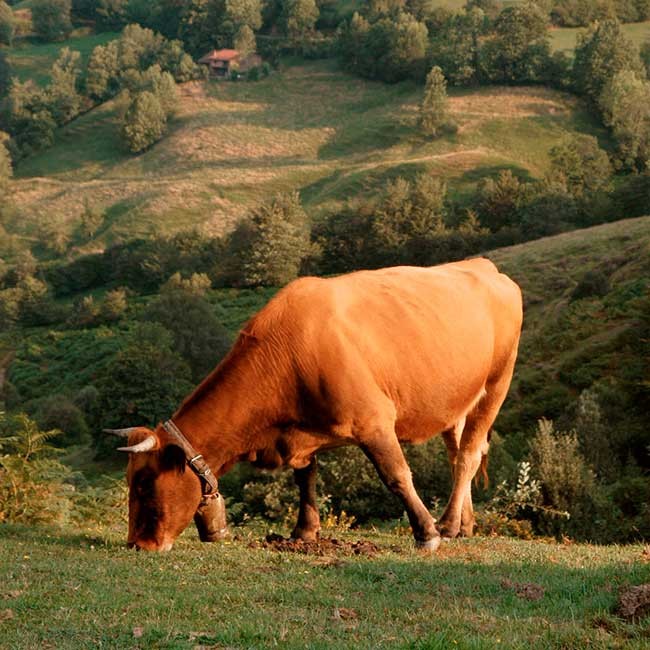 Beef cattle in Spain. Photo: @ICEX 