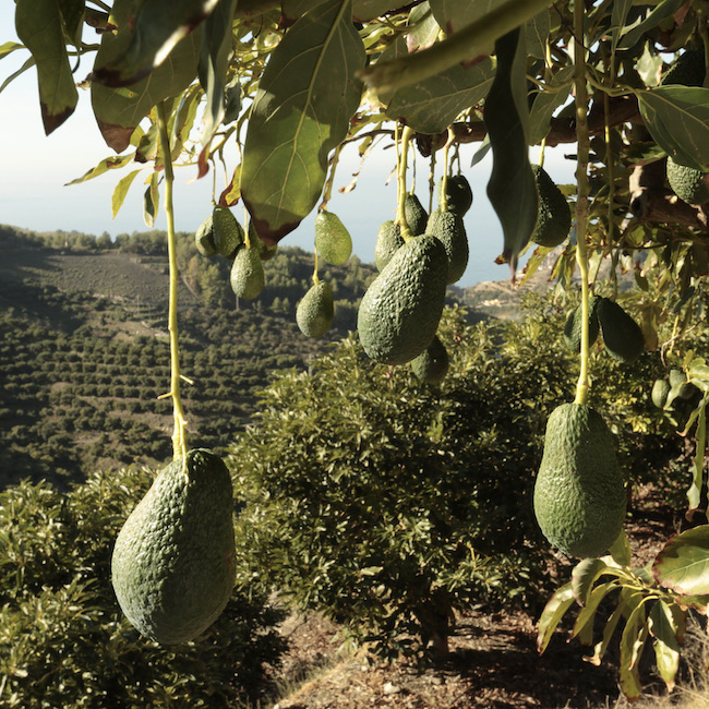 Avocado in a tree