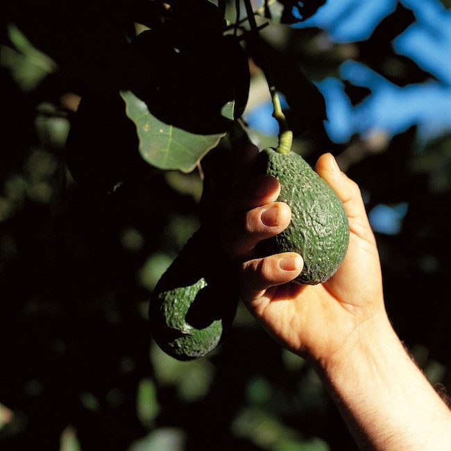 Harvesting avocados