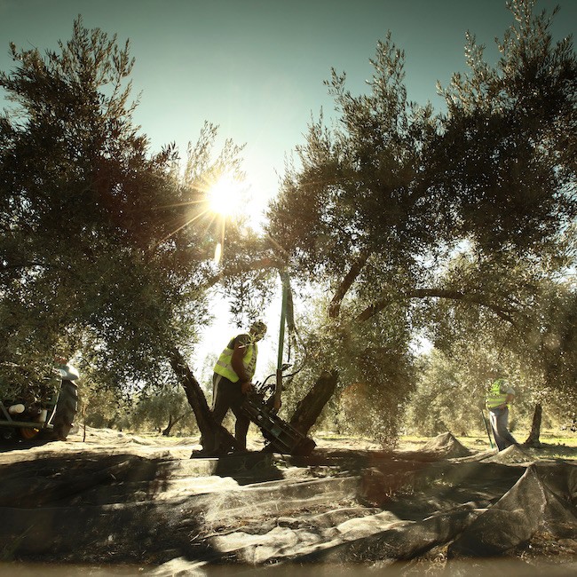 Olive trees Working