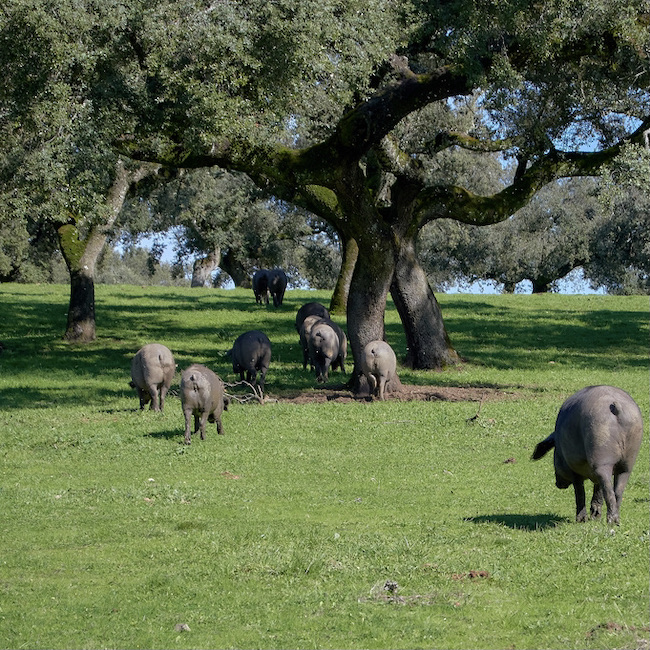 100% iberian pigs in the meadow