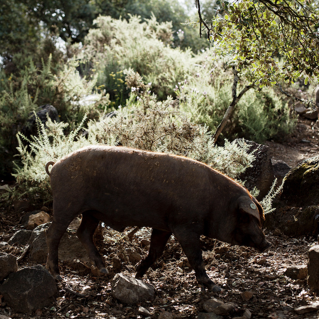 ESP= La Dehesa IbÃ©rica. JamÃ³n de Huelva. Finca La Silladilla, Cerdo iberico
ENG= The Iberic Dehesa (Spanish Meadow). Huelva ham, Spain. La SIlladilla meadow. Iberic pig