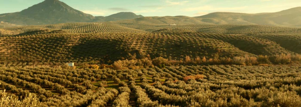Olive Groves in Andalusia. Photo: ICEX