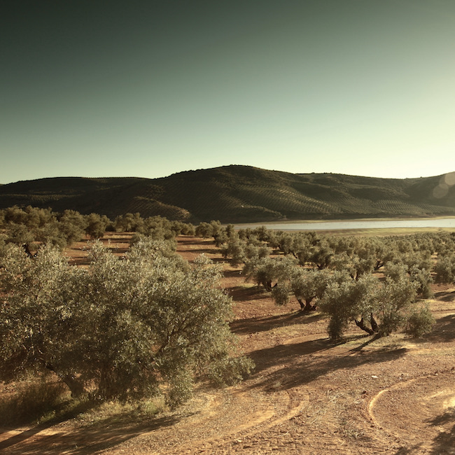 Olive Trees