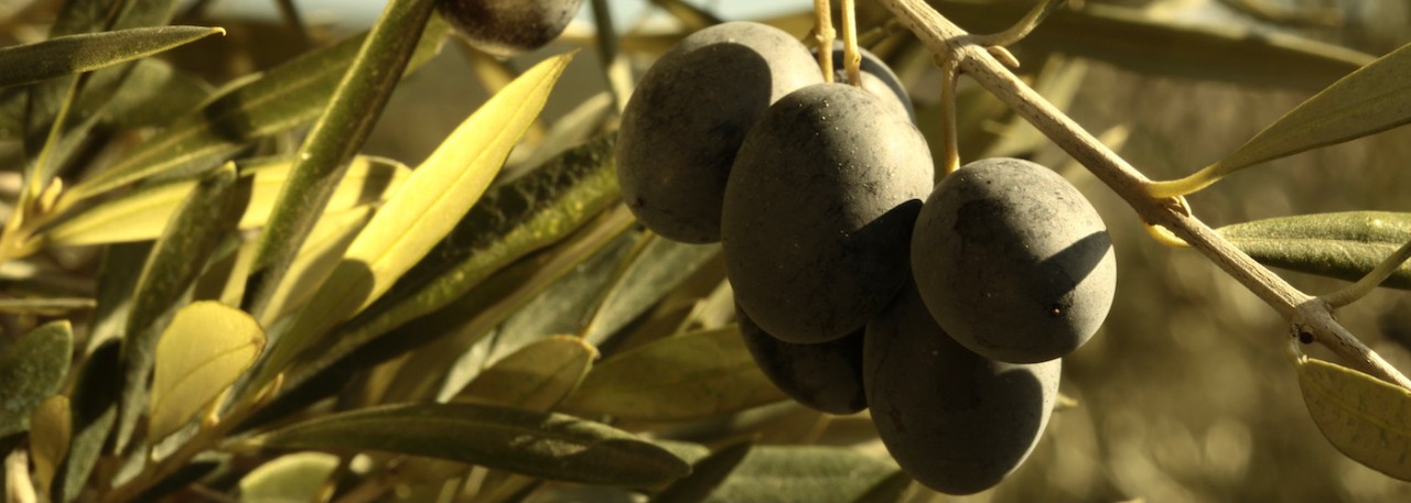 Olives in Olive Tree