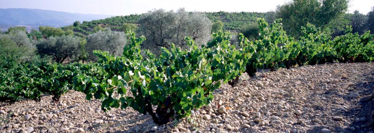 DO Somontano vineyards. Photo by: @ICEX