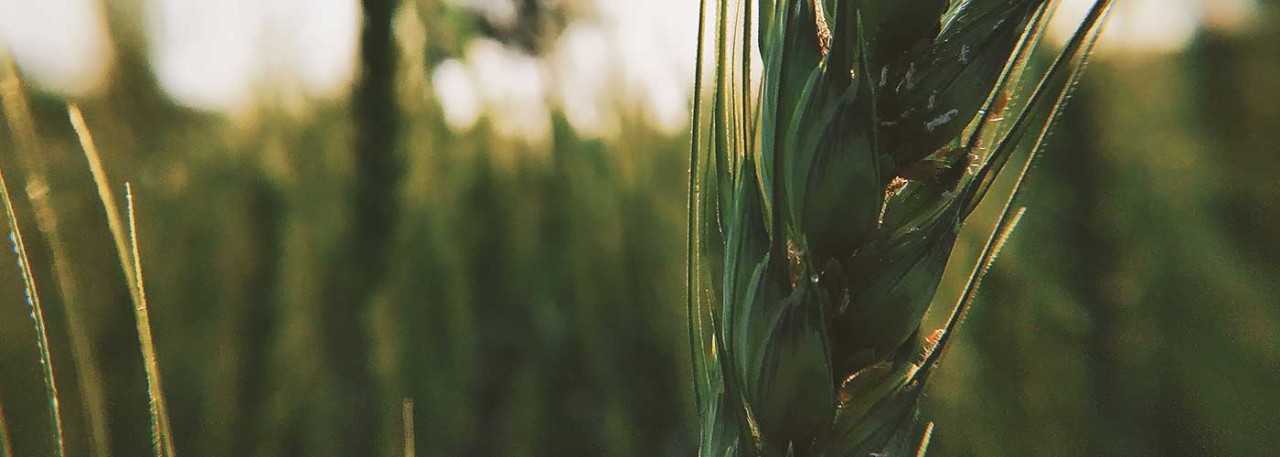 How can Spain build a resilient food system?