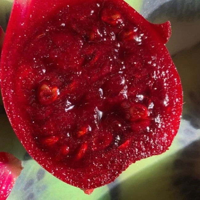Red Prickly Pear from the Canary Islands