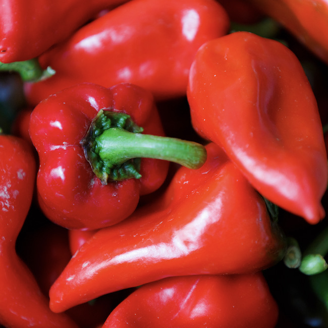 Background of piquillo peppers, in Lodosa, spain