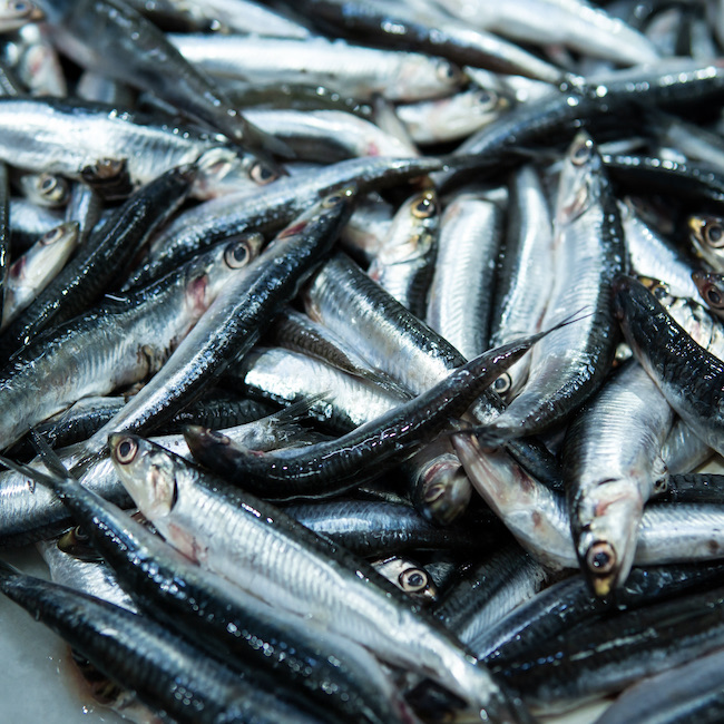 Fresh fish displayed in a traditional food market, a pile of anchovies.