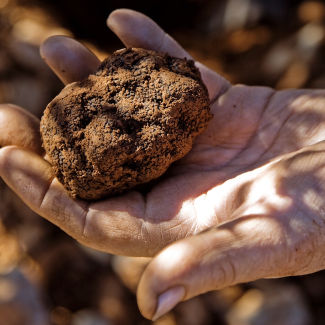 A hand showing a truffle in SarriÛn, Teruel, Aragon