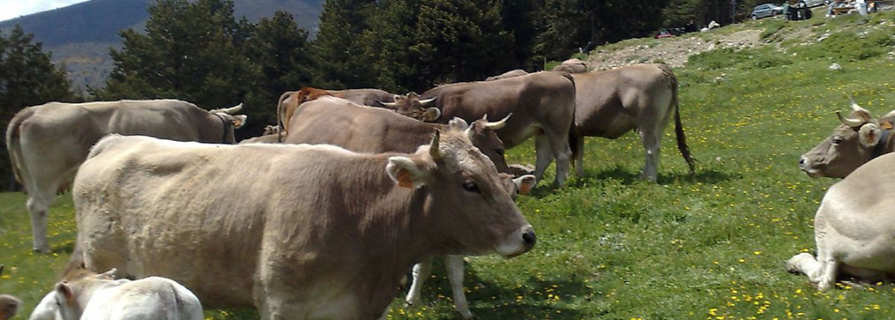 PGI Ternera de los Pirineos Catalanes