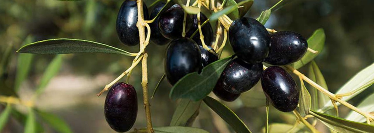 PDO Aceite del Baix Ebre-Montsiá