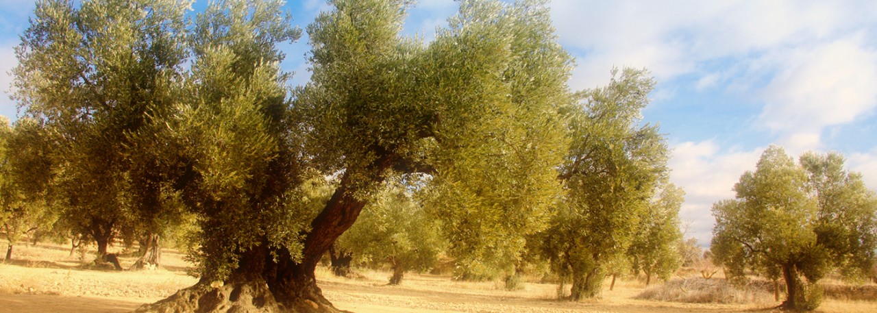 PDO Aceite del Bajo Aragón