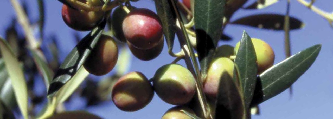 PDO Les Garrigues