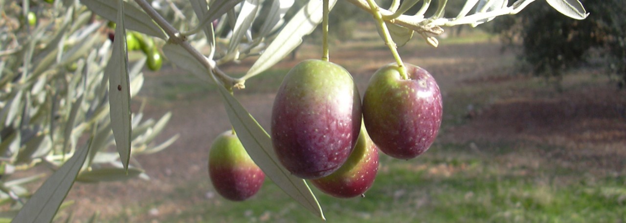 PDO Poniente de Granada