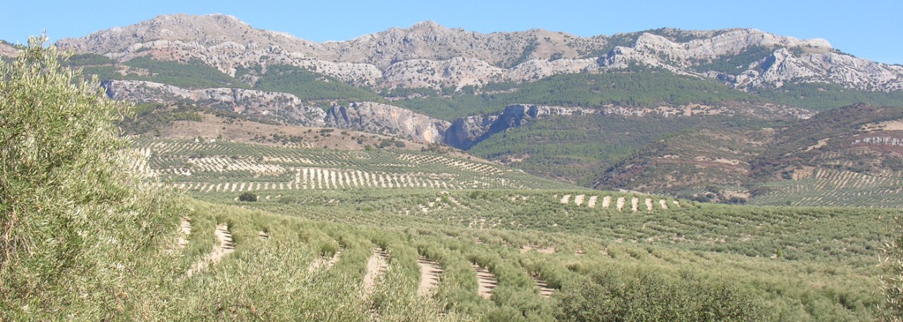 PDO Sierra de Cazorla