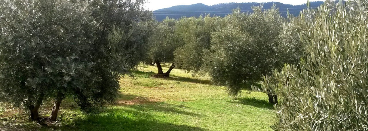 PDO Sierra de Segura