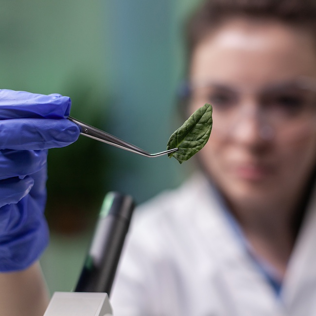 Scientist researcher examining genetically modified green leaf under microscope. Biologist engineering observing organic gmo plants while examining in microbiology food laboratory.