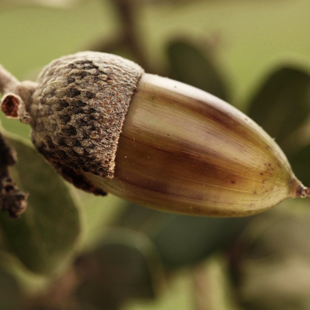 The Dehesa, a Source of Innovation: the First Acorn Flour Patent is Granted