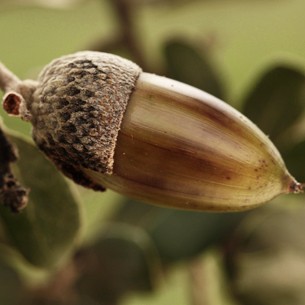 The Dehesa, a Source of Innovation: the First Acorn Flour Patent is Granted. Dpto. Multimedia / @ICEX
