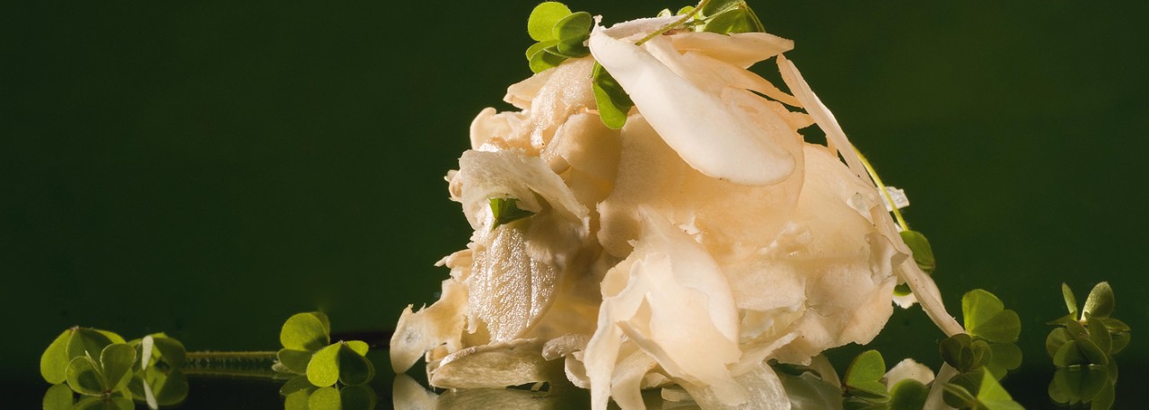 Spanish recipe: Creamy ball of St.George’s mushrooms. Photo by: Toya Legido/©ICEX.