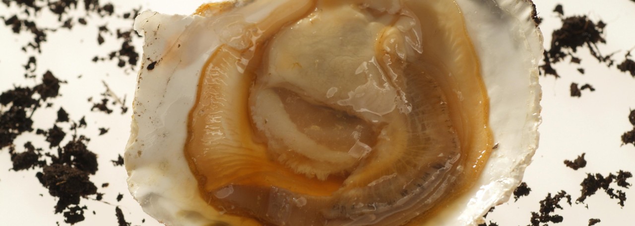 Spanish recipe: Oyster with earth essence. Photo by: Toya Legido/©ICEX.