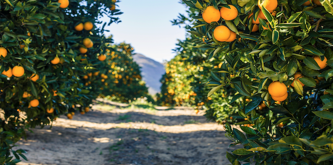 CN TRAVELER CHINA - Fresh and Flavorful: Spaniosh Fruit and the Best Ways to Enjoy Them