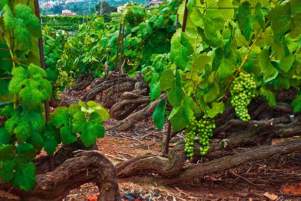 Garnacha Masterclass