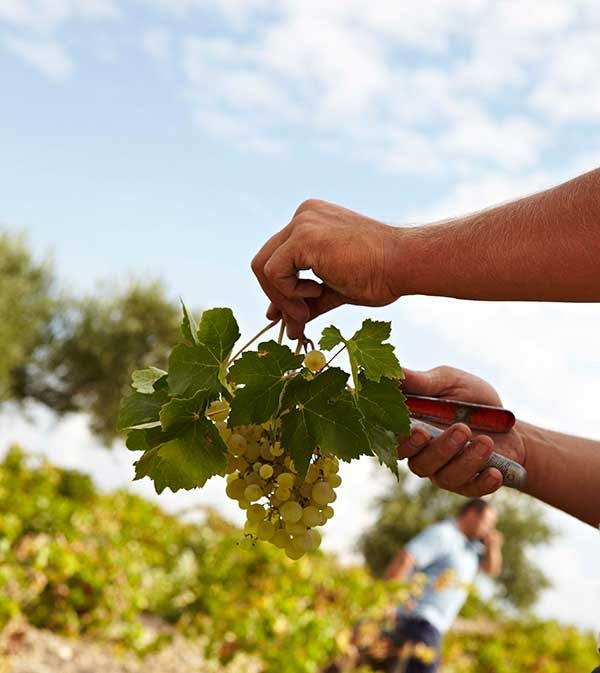 Spain for the On-Trade: Six Spanish wines for success on your list