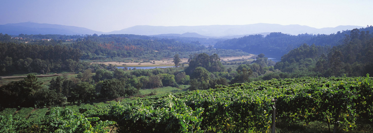 Wines Galicia