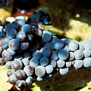 Tempranillo vineyard. Photo: @ICEX