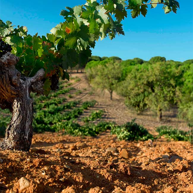 Wine harvest in Spain. Photo: @ICEX