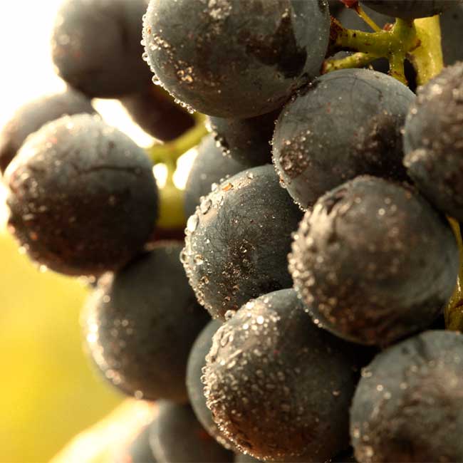 Wine harvest in Spain. Photo: @ICEX