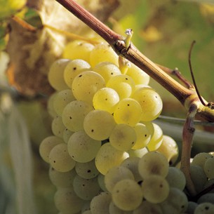 Exports of DO Rías Baixas Wine Maintain Their Upward Trend. Juan Manuel Sanz / @ICEX